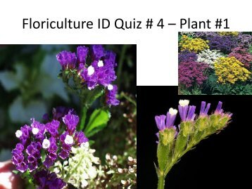 Floriculture ID Quiz # 4 â Plant #1