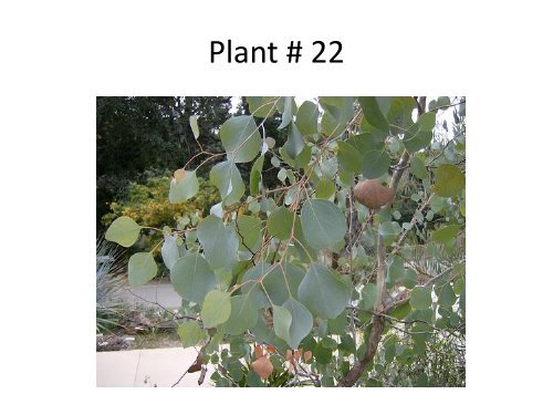 Floriculture ID Quiz # 4 â Plant #1