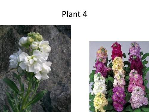 Floriculture ID Quiz # 4 â Plant #1