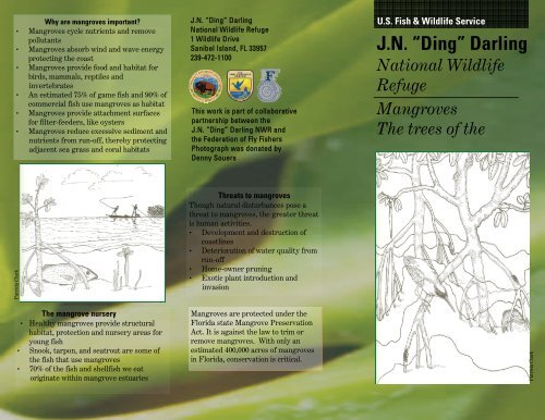 Mangrove Brochure