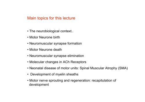 Neuromuscular Junction: Development