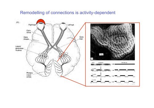 Neuromuscular Junction: Development