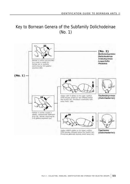 Identification guide to the ant genera of Borneo - AntBase.net