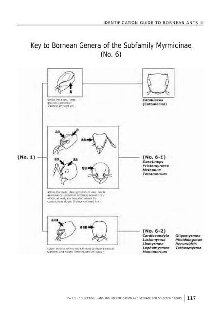 Identification guide to the ant genera of Borneo - AntBase.net