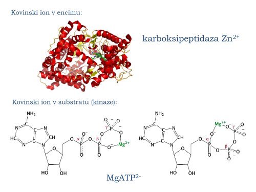 ENCIMATIKA - Department of Biochemistry and Molecular Biology