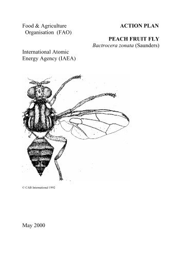 Action Plan Peach Fruit Fly Bactrocera zonata - Nuclear Sciences ...