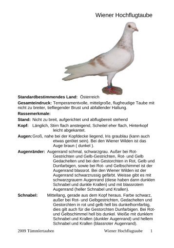 Wiener Hochflugtaube - Tauben