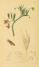British entomology; being illustrations and descriptions of the genera ...