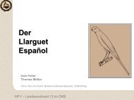 Llarguet Espanol - Rassebeschreibung