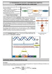 LA TRANSMISIÃN (FLUJO) DE LA INFORMACIÃN GENÃTICA: EL ...