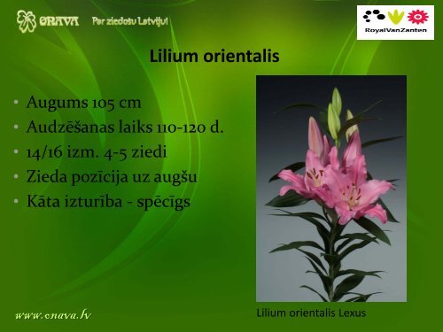 Lilium OT - Onava.lv