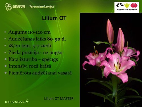 Lilium OT - Onava.lv