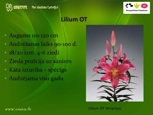 Lilium OT - Onava.lv