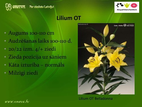 Lilium OT - Onava.lv