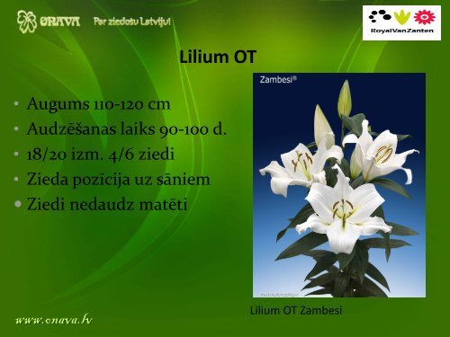 Lilium OT - Onava.lv