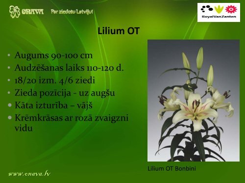 Lilium OT - Onava.lv