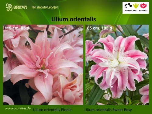 Lilium OT - Onava.lv