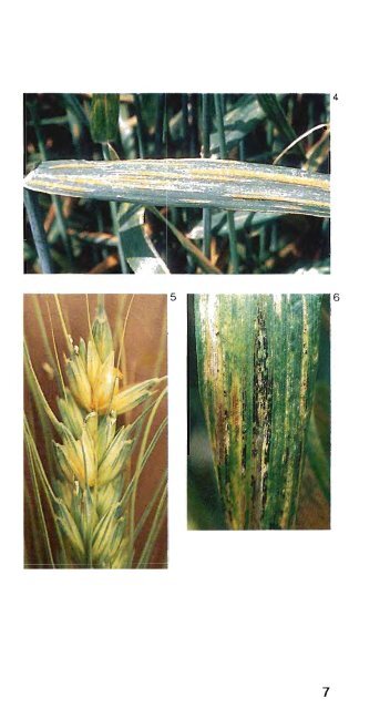 Enfermedades y plagas del trigo - cimmyt