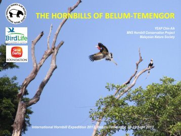 the hornbills of belum-temengor - Malaysian Nature Society (MNS)