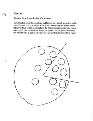 Stem Lab Monocot Stem Cross Section (Corn Stem ... - Mrs Stovel