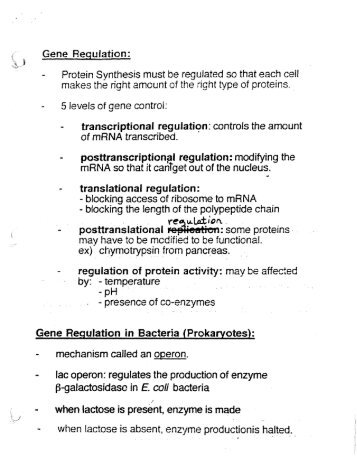 Gene Regulation.pdf - Mrs Stovel