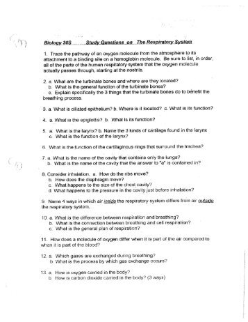 1. Trace the pathway of an oxygen molecule from the ... - Mrs Stovel