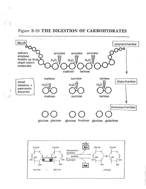 Digestion of Carbs, etc.pdf - Mrs Stovel