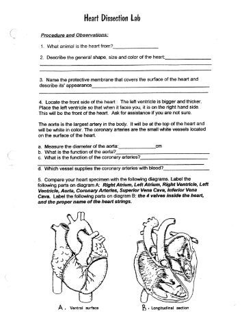 heart dissection handout heart dissection lab