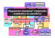 Teoria 19 IntegraciÃ³n MetabÃ³lica II. - Materias.unq.edu.ar