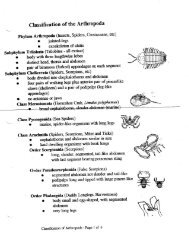 Classification of Arthropods