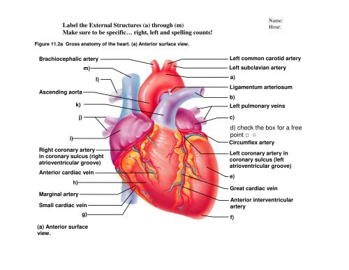 Heart Gross Anatomy Practice Quiz