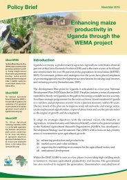 Enhancing maize productivity in Uganda through the WEMA project