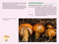 Tricholoma aurantium Orangeroter Ritterling - pilze-basel