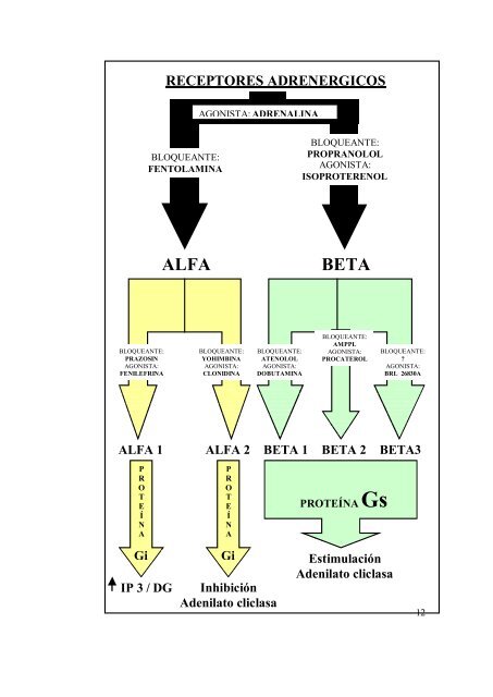 Apunte Farmacología del Sistema Adrenérgico - FarmacoMedia