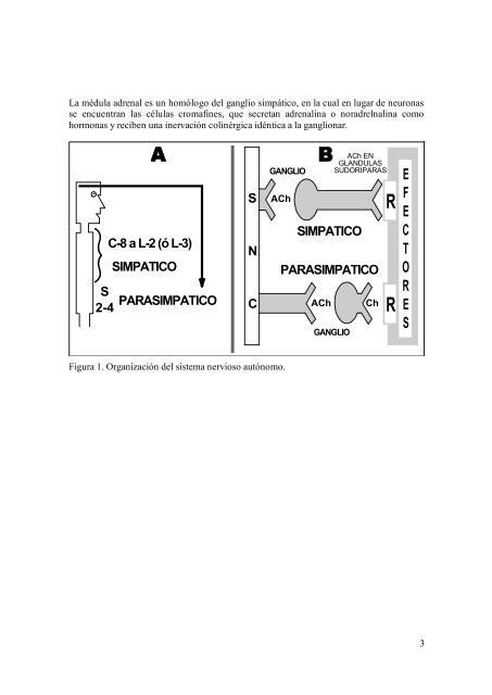 Colinérgicos y Anticolinérgicos - FarmacoMedia