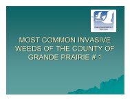 Common Invasive Weeds of the County of Grande Prairie [PDF - 2 MB]