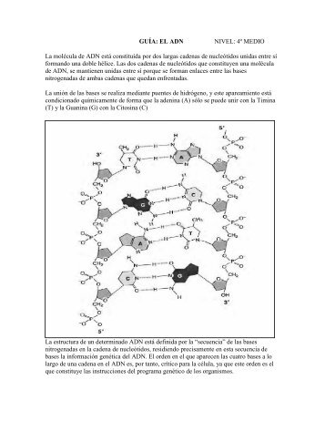 GUÍA: EL ADN NIVEL: 4º MEDIO La molécula de ADN está ...