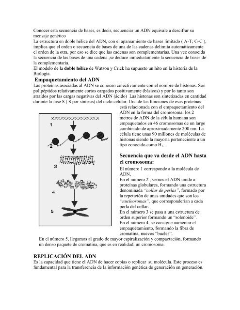 GUÍA: EL ADN NIVEL: 4º MEDIO La molécula de ADN está ...