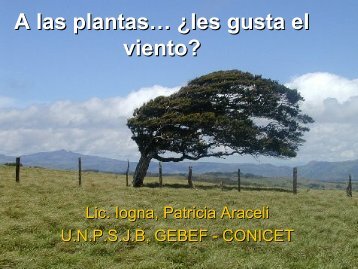 Â¿A las plantas les gusta el viento?