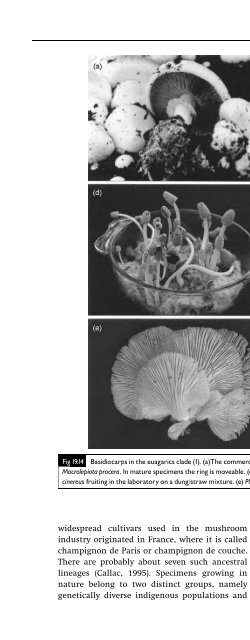 Introduction to Fungi, Third Edition