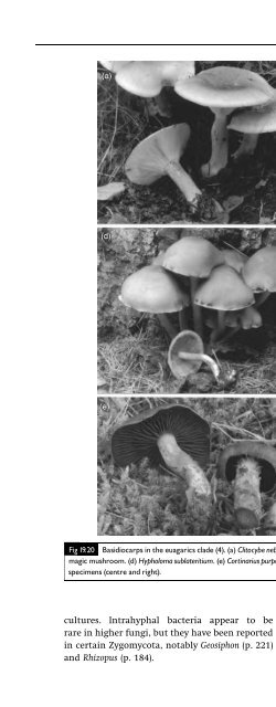 Introduction to Fungi, Third Edition