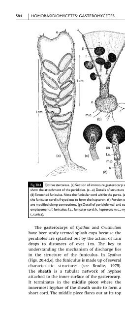 Introduction to Fungi, Third Edition