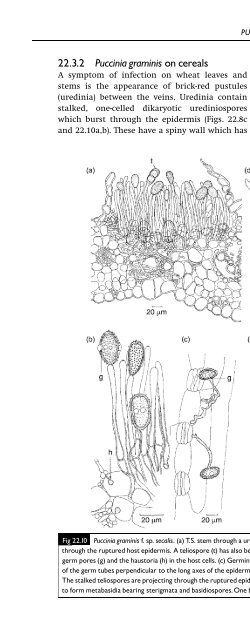 Introduction to Fungi, Third Edition