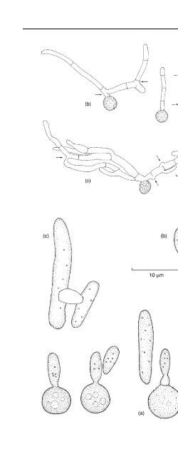 Introduction to Fungi, Third Edition