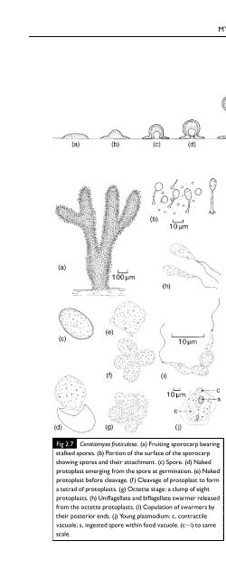 Introduction to Fungi, Third Edition