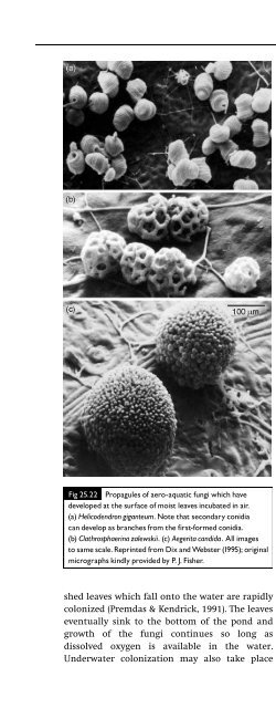 Introduction to Fungi, Third Edition