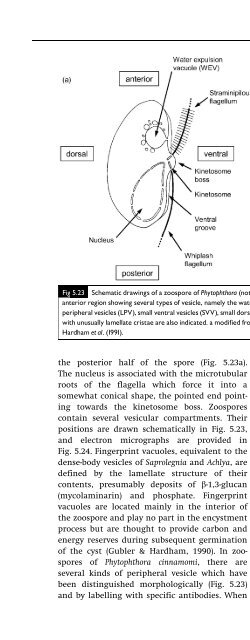 Introduction to Fungi, Third Edition