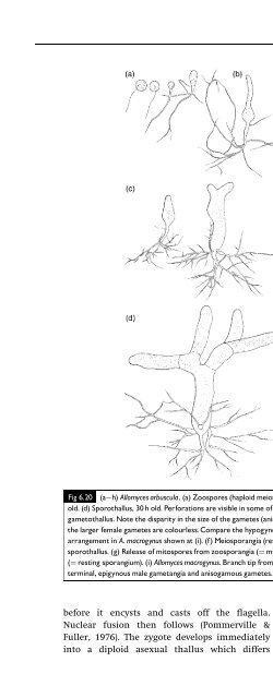 Introduction to Fungi, Third Edition