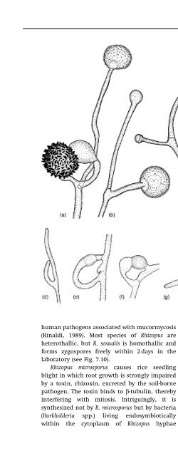 Introduction to Fungi, Third Edition