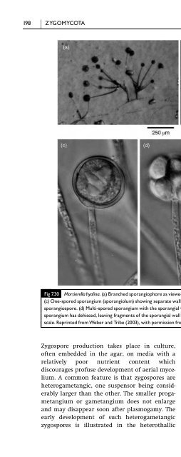 Introduction to Fungi, Third Edition